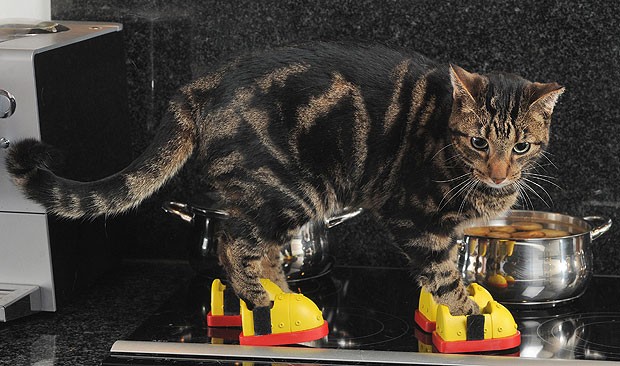 Tappancs védőt kapott a tűzhely imádó macska