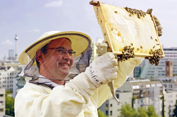 Meghódítják a nagyvárosokat a méhek