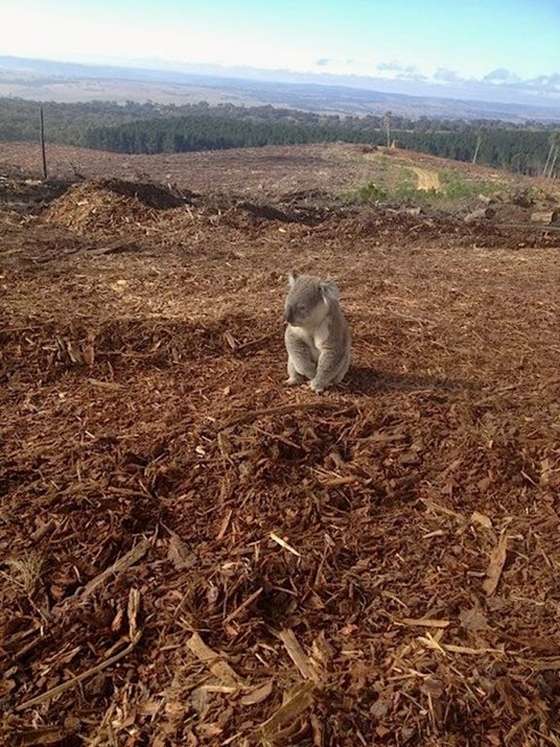 Szívbemarkoló fotók egy otthontalan koaláról