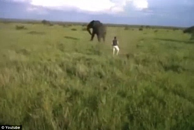 Videó! Részeg férfi támadta meg a vad elefántot