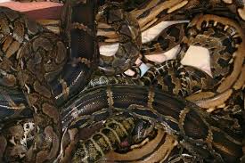 46 kígyót melengetett a keblén - holtában is