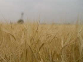 MOSZ: jó gabonatermés, csökkenő árak