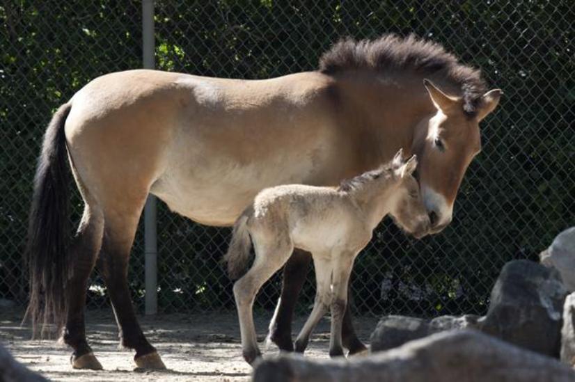Przsevalszkij-ló született a denveri állatkertben