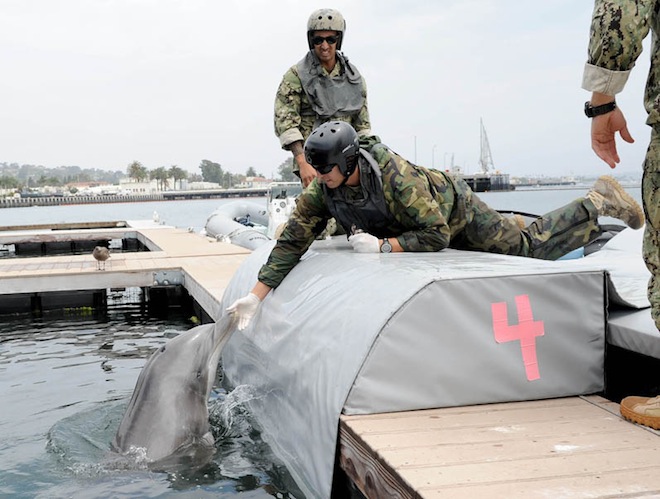 Delfinek keresik az aknákat Horvátországban