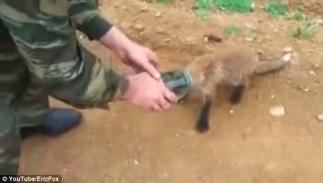 Videó! Kis róka feje szorult az üvegbe