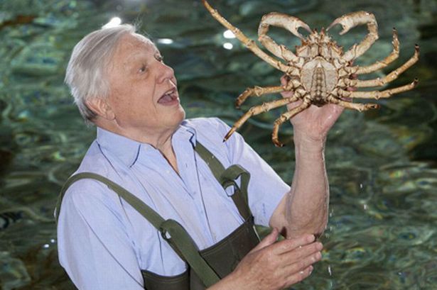 David Attenborough jól van sürgősségi szívműtéte után