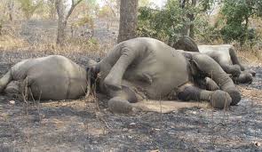Több elefántot lőnek ki, mint ahány születik