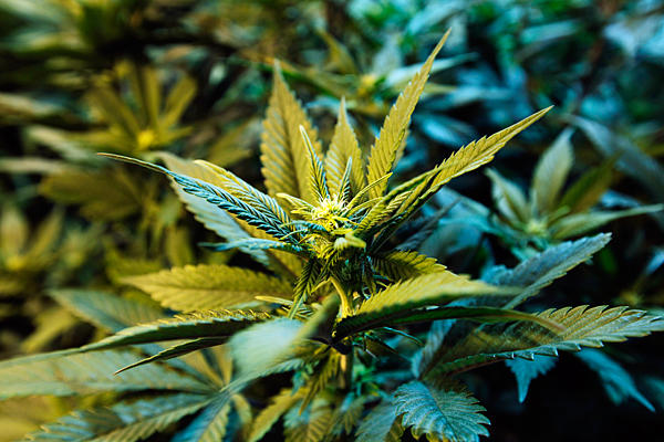 Több mint tíz kiló marihuánát találtak a pénzügyőrök Röszkén