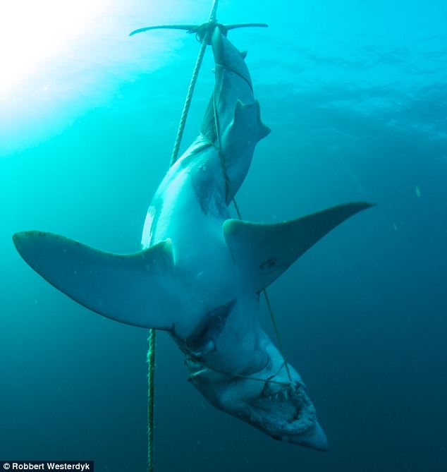 Kegyetlenül megkínzott cápatetemet találtak a halászok