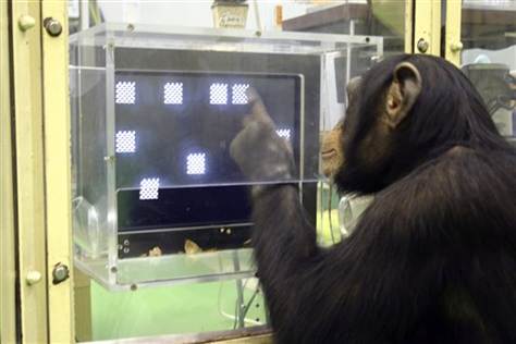 Nyugdíjba mennek a kísérleti csimpánzok