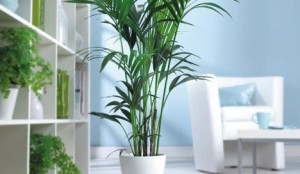 guide_indoor_plants_blog_article_mood