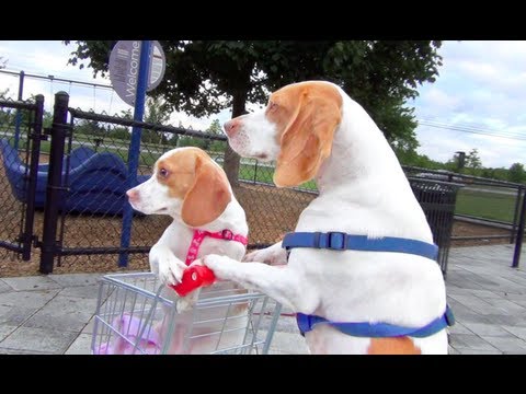Videó! Babakocsiban tologatja tesóját a kutyus