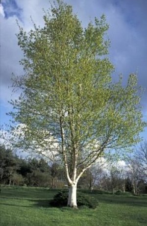 BETULA PENDULA OR SILVER BIRCH, WHOLE TREE IN FIELD WITH A BLUE SKY.