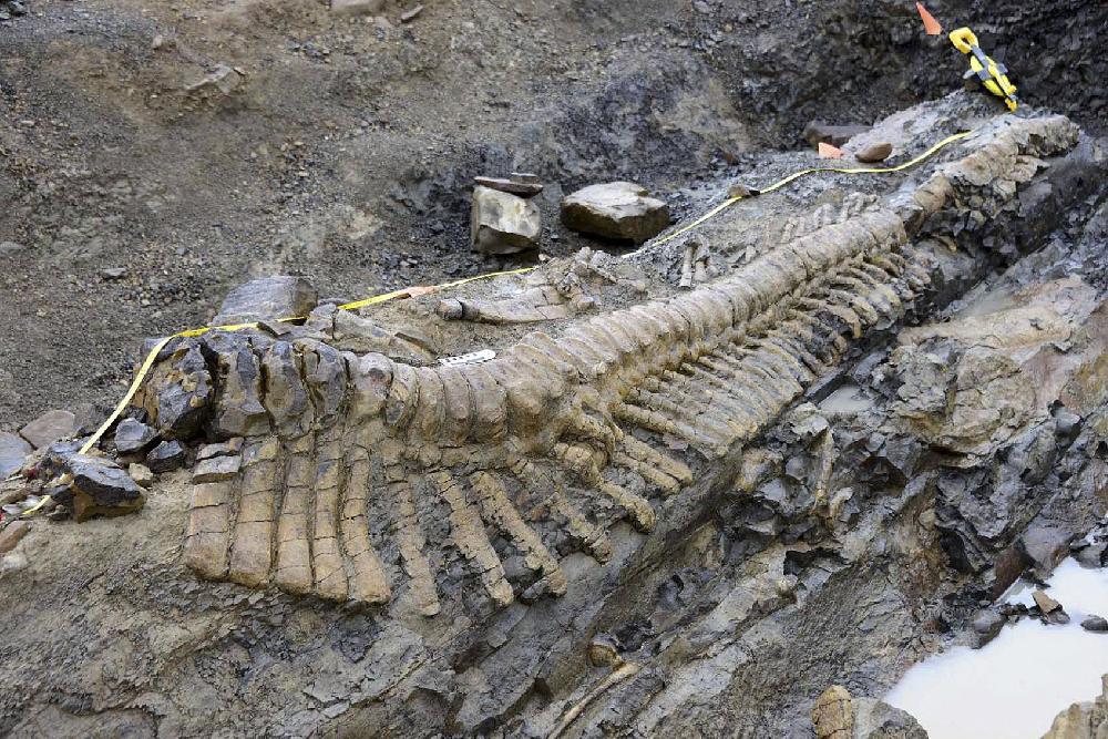 Gigaméretű 72 millió éves dinoszauruszfarkat találtak Mexikóban - fotók