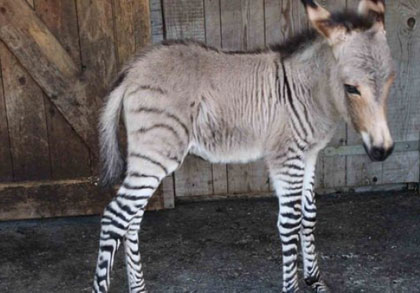 Egy zebra- szamár bébi született Olaszországban