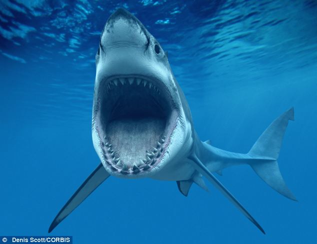 A cápáknak személyiségük van - állítja egy új kutatás