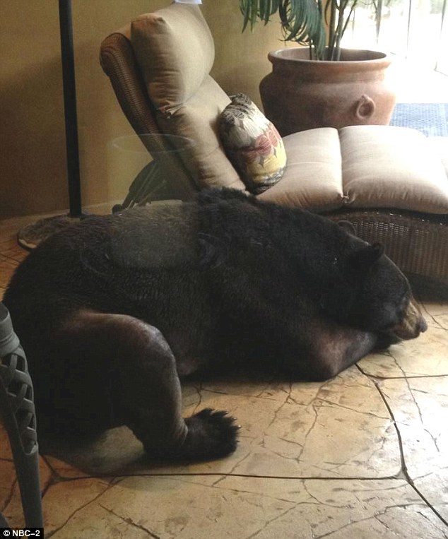 Egy két és fél méteres medve pihent meg a család házában - videó