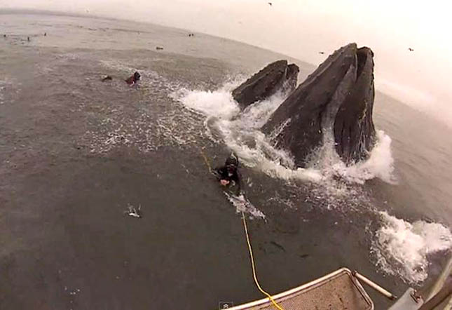 Kis híján felfalta a bálna a búvárokat - videó