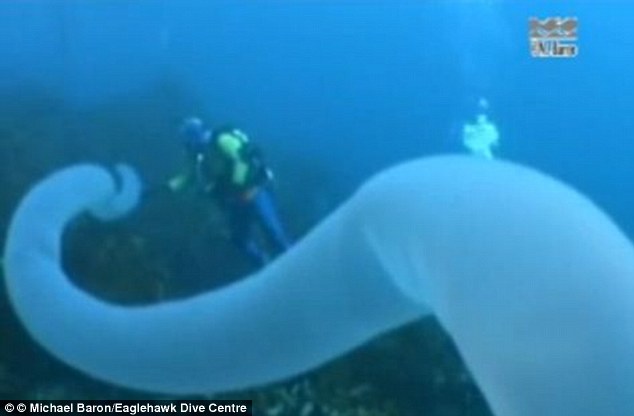 Közel 30 méteres tengeri lény! Videó