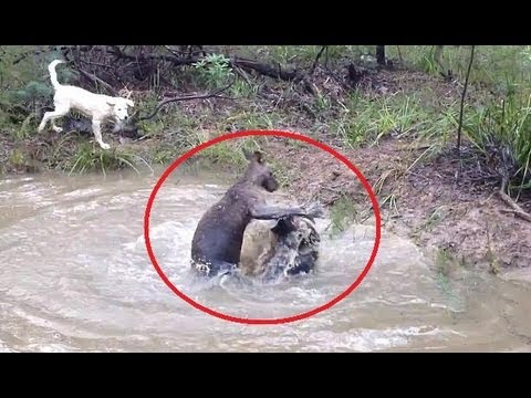 Vízbe akarta fojtani a kenguru a kutyát - videó
