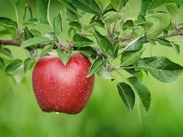 Hétfőn kezdi az ipari alma dömpingfelvásárlását az Agrana Juice Kft.