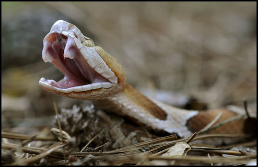 A lefejezett kígyó saját farkába harap - videó erős idegzetűeknek!