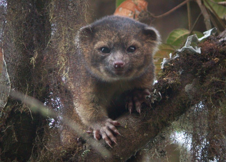 Olinguito: eddig ismeretlen emlősfajt fedeztek fel Dél-Amerikában - videó