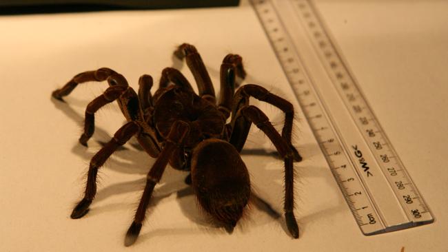 Pók miatti félelmében a 911-et hívta fel egy tinilány
