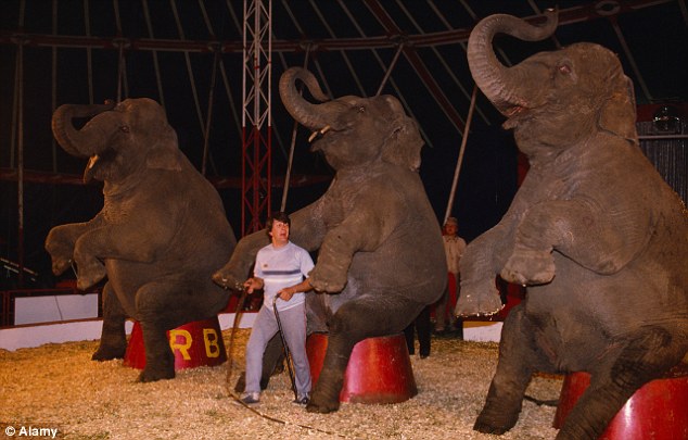 Két tonnás elefánt szabadult ki a cirkuszból és az első útjába eső embert megölte