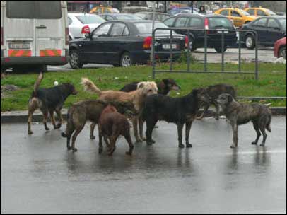 Elaltatják a kóbor kutyákat Romániában