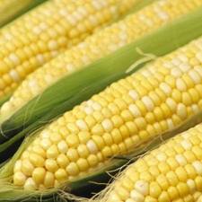 Közepes termés várható Veszprém megyében kukoricából