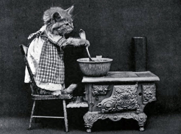Elképesztő! Több mint 100 éves az első macskás mém - fotók