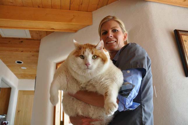 Meow volt a világ egyik legkövérebb cicusa