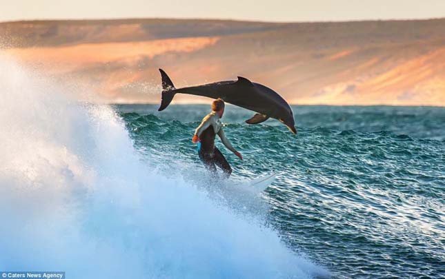 A delfinek együtt lovagolják a hullámokat a szörfössel
