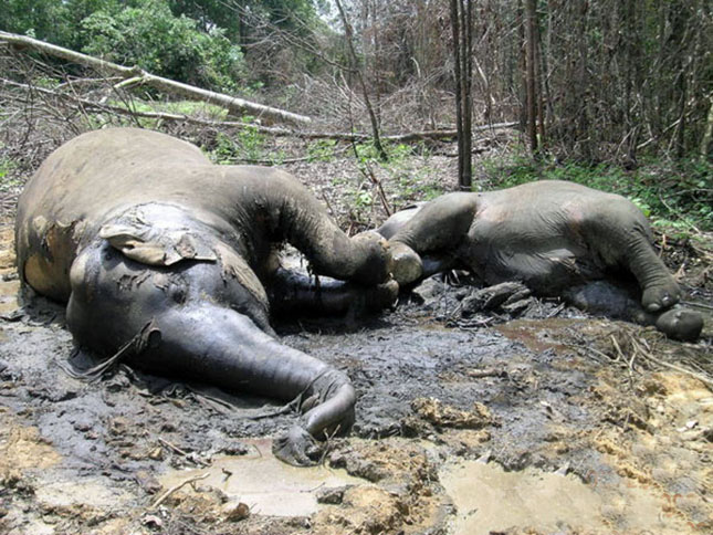 Nyolcvan vadon élő elefánt a cián áldozata lett