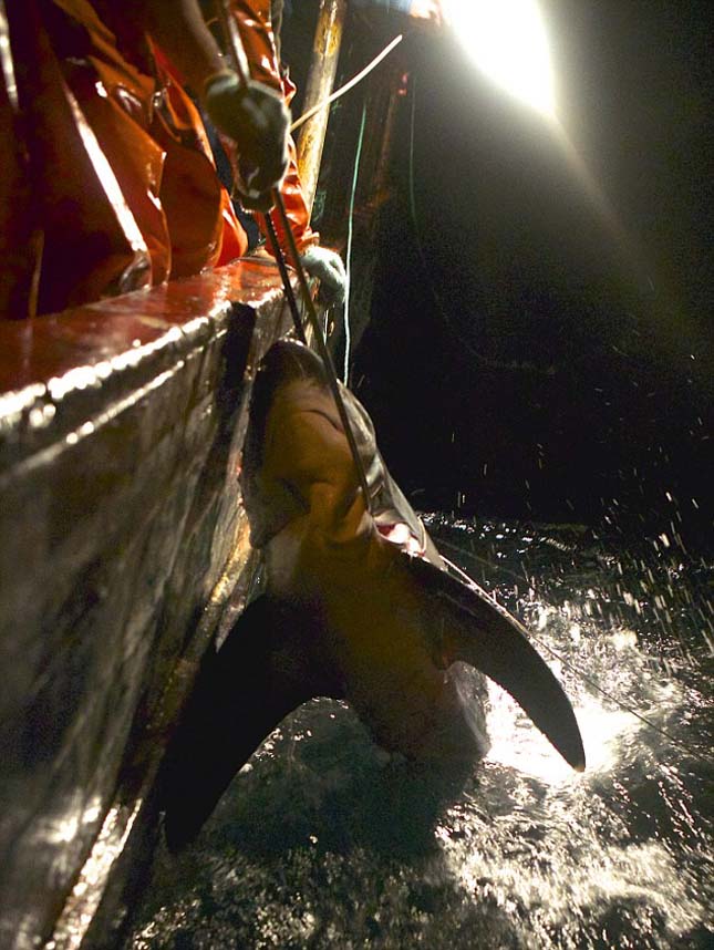 Ezrével ölik a delfineket a perui halászok – videó