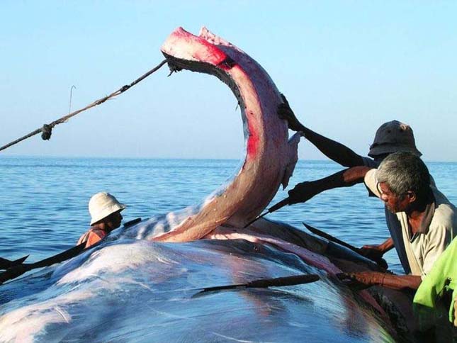 Indonéziai tengerek vérben úsznak a bálnavadászat miatt