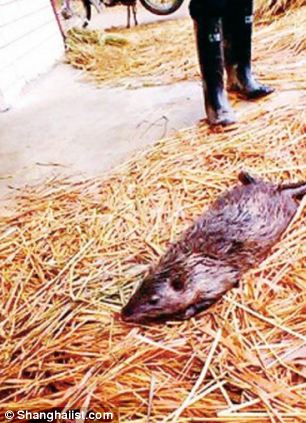 5 kilós patkányt fogtak Kínában