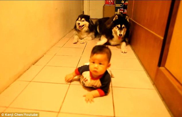 A kisbaba és a kutyák együtt tanulnak mászni - videó