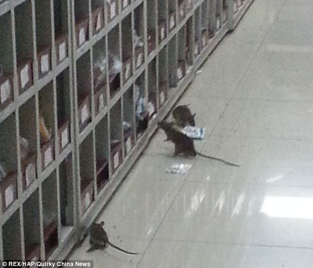 Sokkoló! A kínai kórház gyógyszertára tele van patkánnyal - videó!