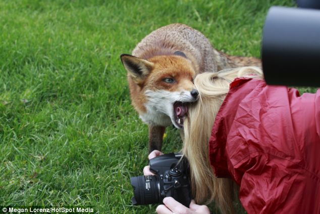 A merész róka megharapdálta a fotós haját