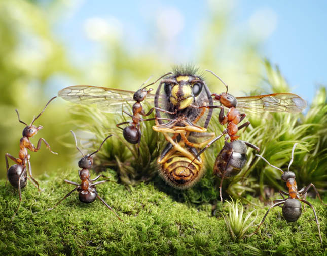 A hangyák rokonságban vannak a méhekkel