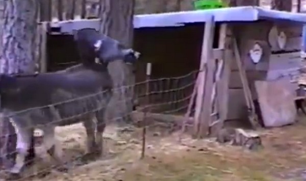 Profi szabadulás kecske módra! Videó