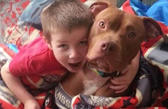 Befogadott pitbull mentette meg a kisfiú életét - videó