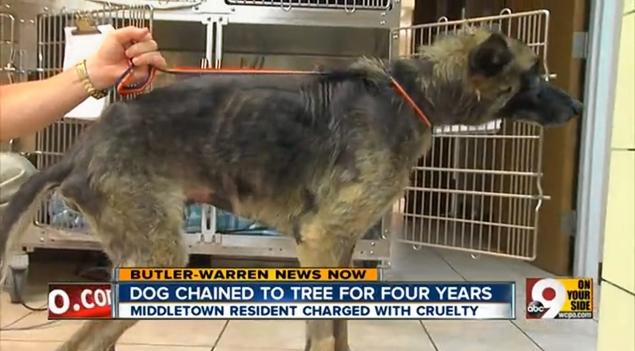 Négy évig fához kötözte, és éheztette a kutyáját