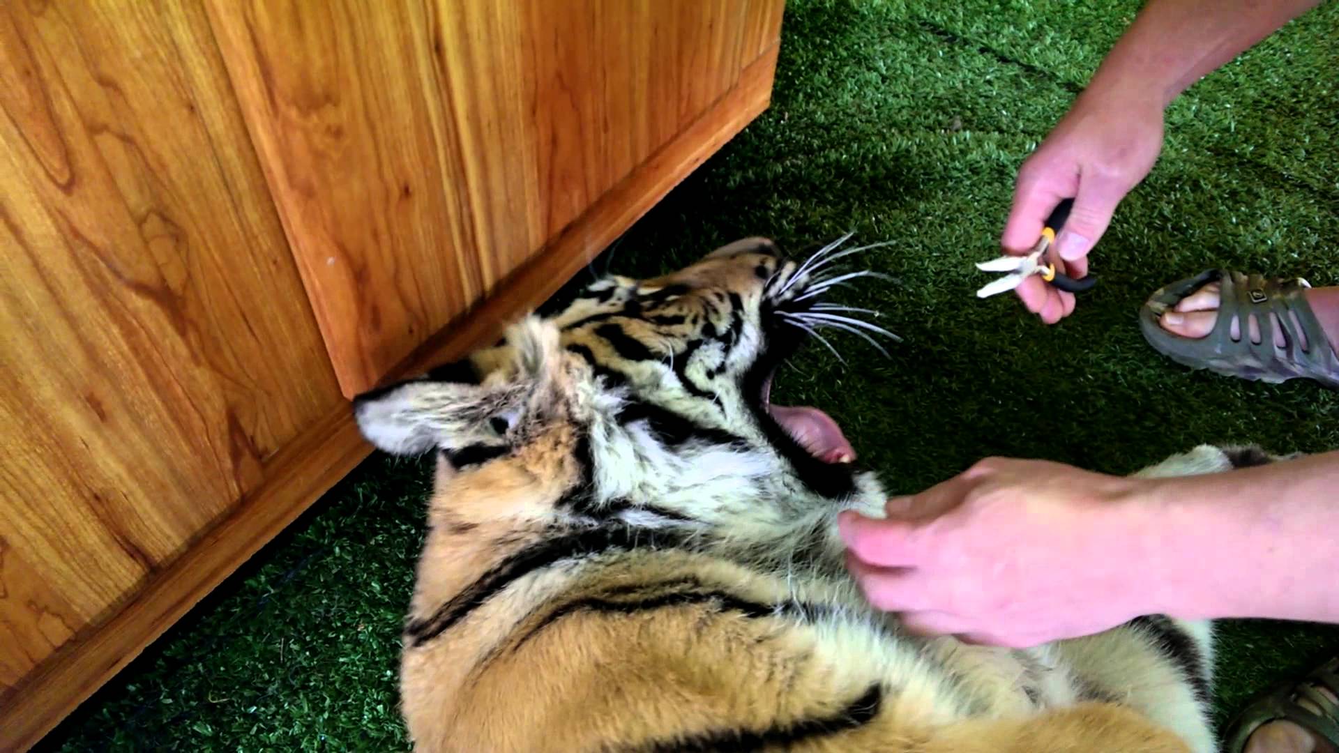 Így húzzák ki a tigris fogát, ha nem altatják - videó
