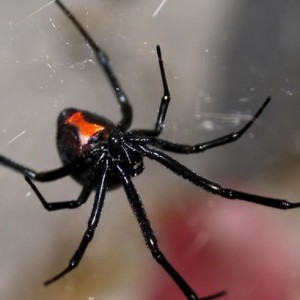 Horrorkeksz: Pókot sütöttek a vaníliás sütibe (Kép)