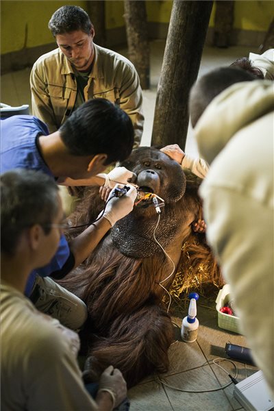 Párizsba kerül a Nyíregyházi Állatpark orangutánja