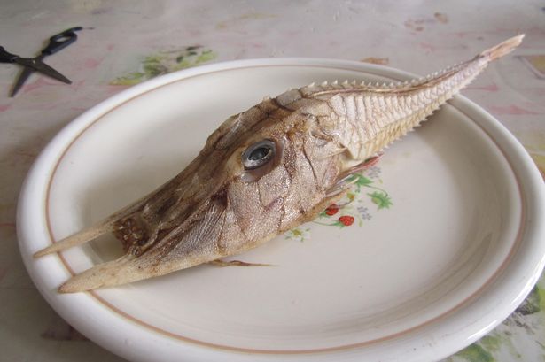 Bizarr, rejtélyes külsejű tengeri állatot fogtak ki – fotó