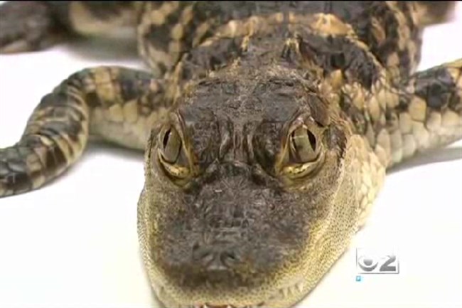 Letargikus aligátort találtak a repülőtéren – videó
